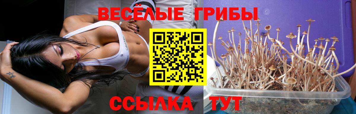 Псилоцибиновые грибы Psilocybe  Вход с VPN  Павловский Посад  Псилоцибиновые грибы MAGIC MUSHROOMS 